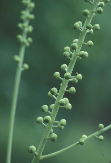 Crna cohosh, biljka, cimicifuga racemosa