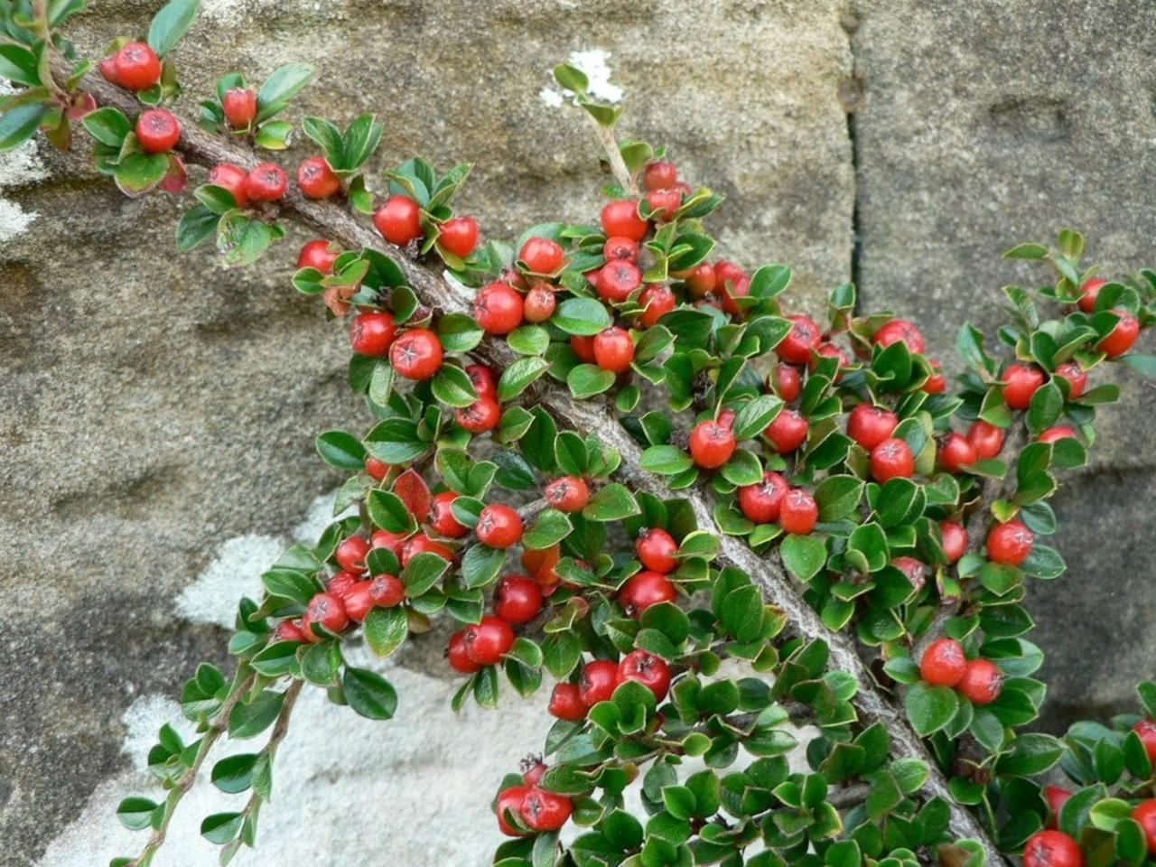 Какой куст усыпанный ягодами рос в саду. Кизильник Cotoneaster perpusillus. Кизильник иволистный Парктеппих. Кизильник крошечный (Cotoneaster perpusillus).
