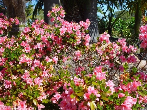 Bush, lyserøde blomster
