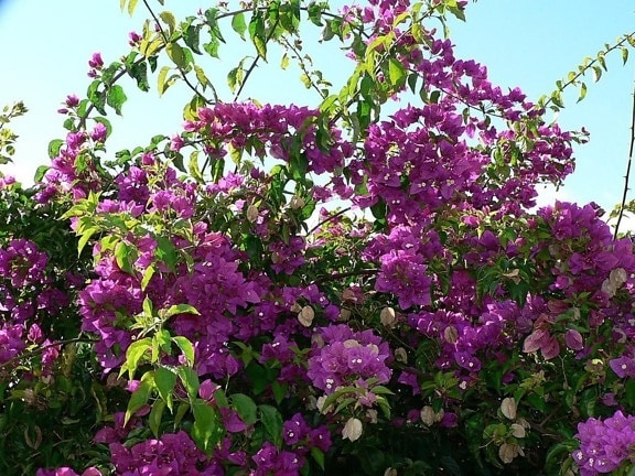 arbusto, flores púrpuras
