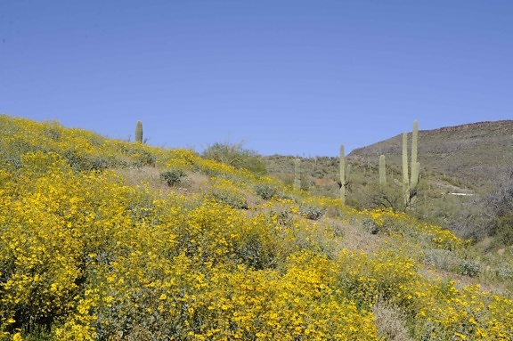 Brittlebush, saguaro, cactus, copertura, collina