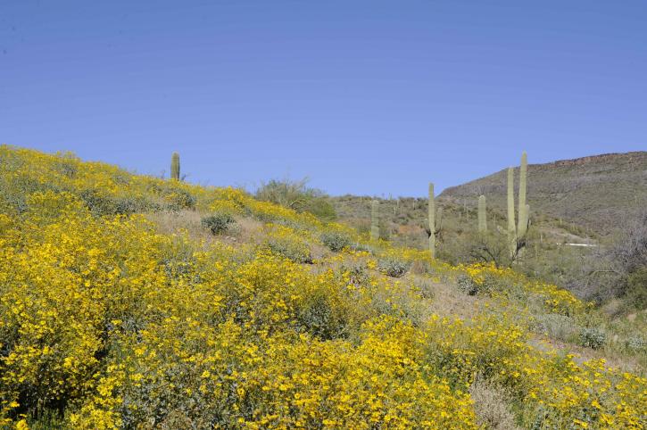 brittlebush, saguaro, κάκτοι, κάλυμμα, πλαγιά