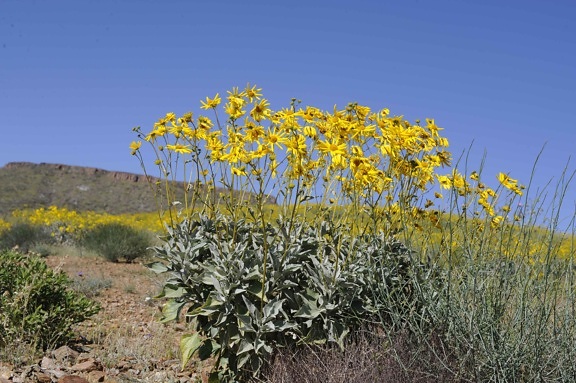 brittlebush, stands, hillside