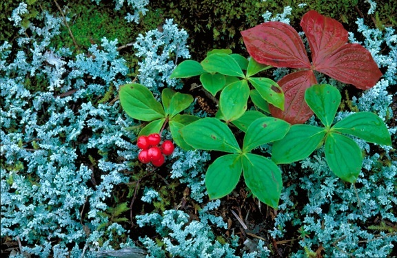 bunchberry, arbusto