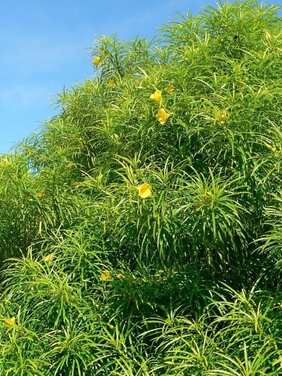 Bush, ostrý, listy, žlté kvety