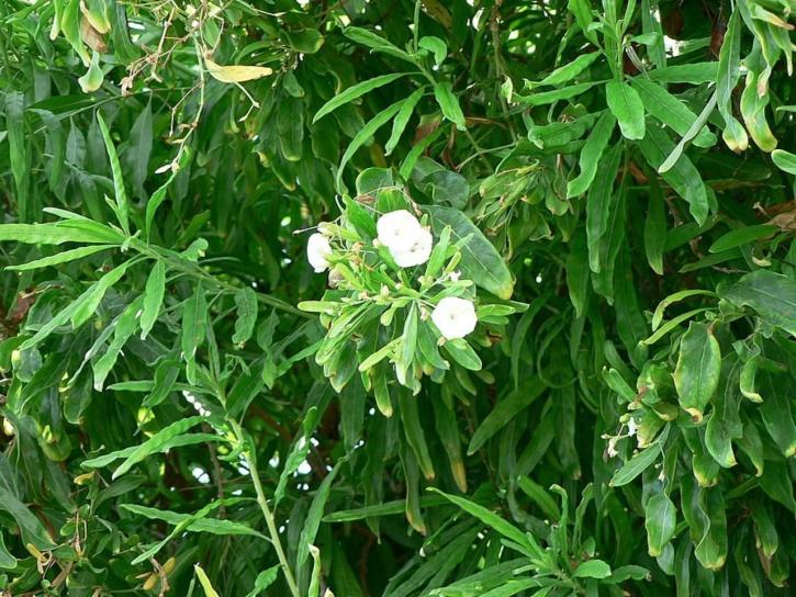 Bush, biele kvety
