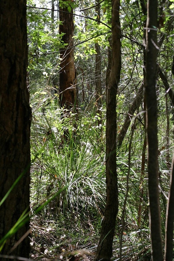 bushland