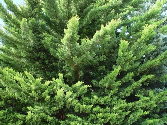 bushy, pines, background