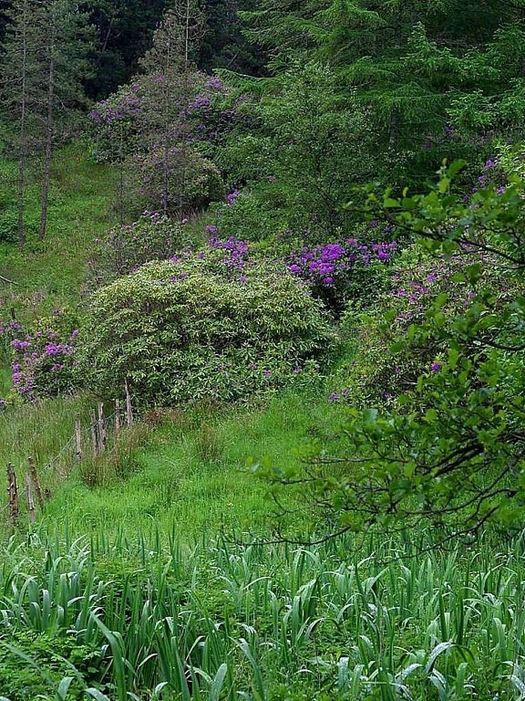Deerpark, l'irlande, les étangs, les buissons