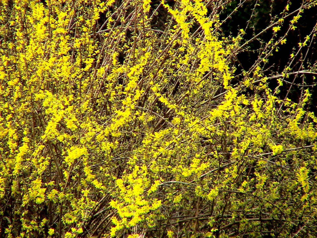 Куст желтыми цветами без листьев
