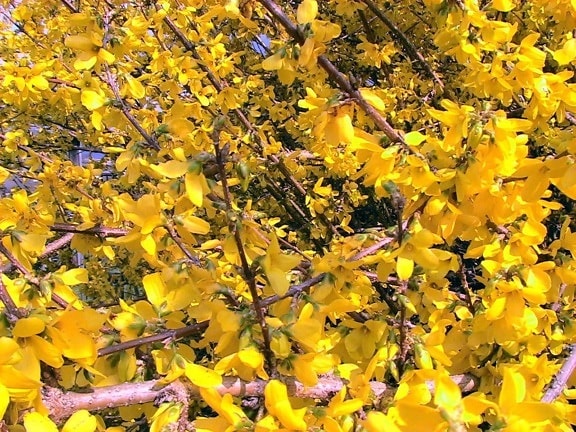 forsythia, flowering, bush