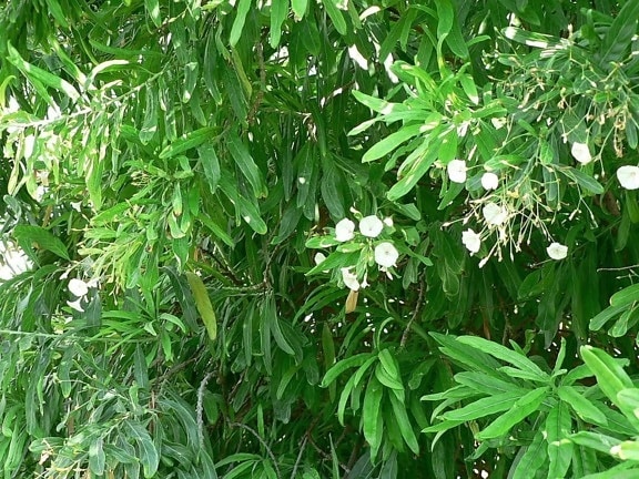 verde, arbusto, flores blancas