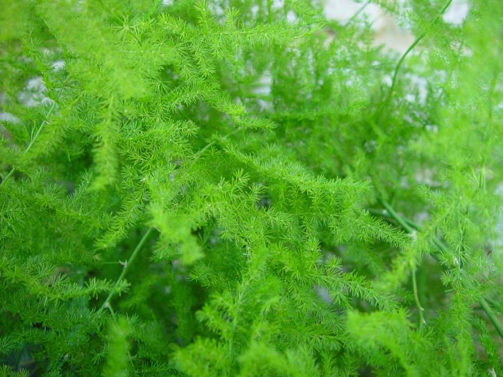 green, fern, plant, bush