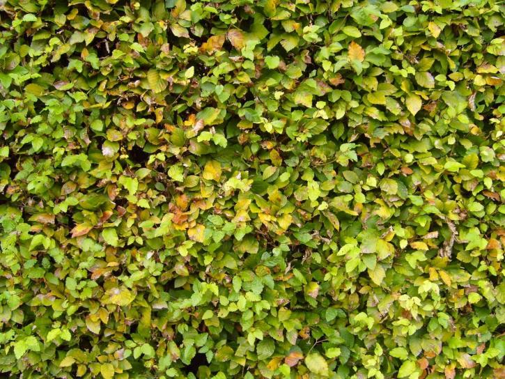 avenbok, hedge, yta, grön