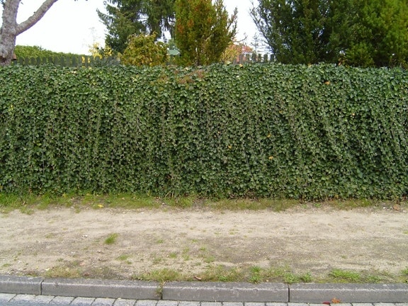 Ivy, živý plot
