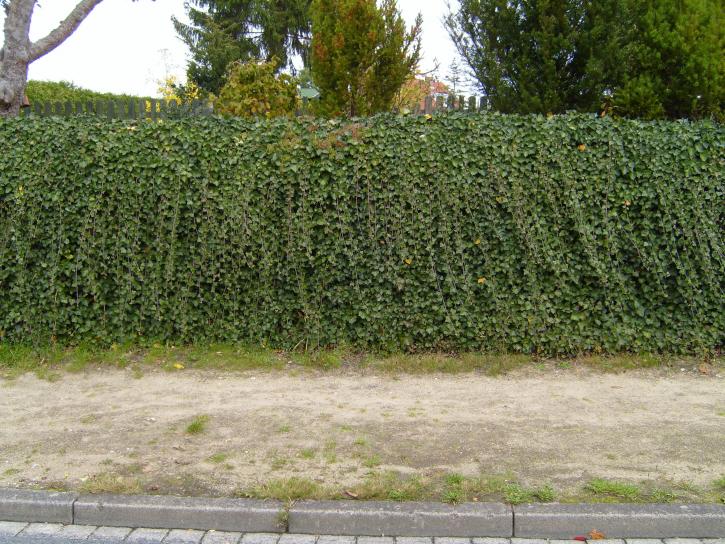 muratti, hedge