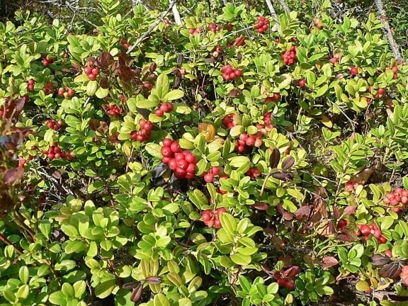 lingonberries, büyük, bush