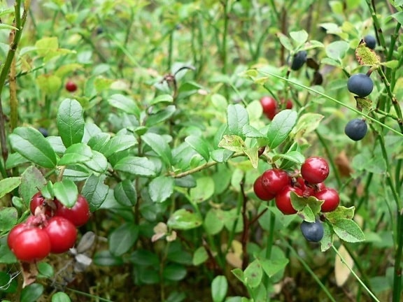 lingonberries, bush