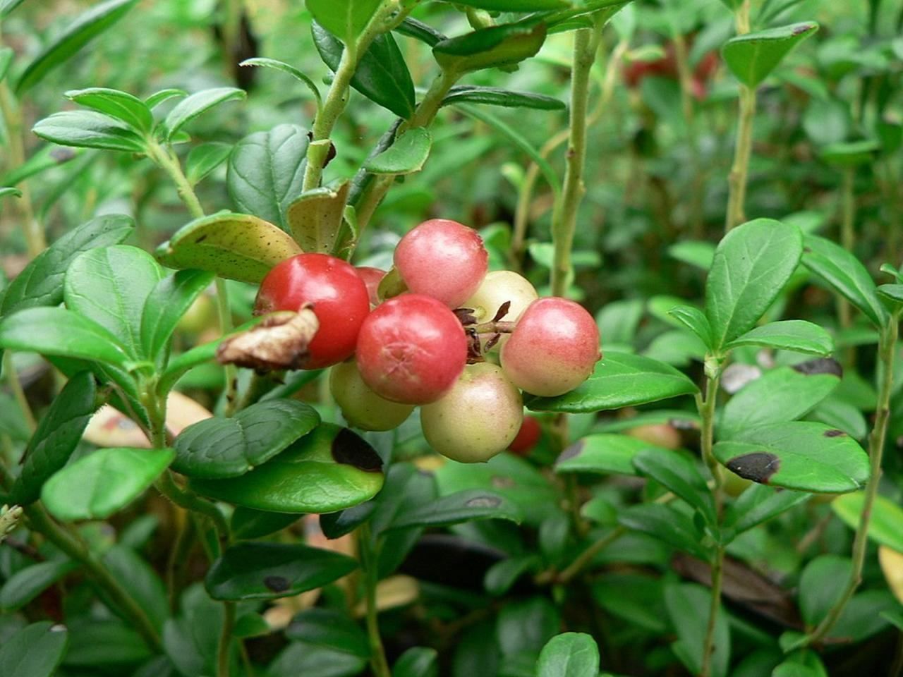 lingon berry plant