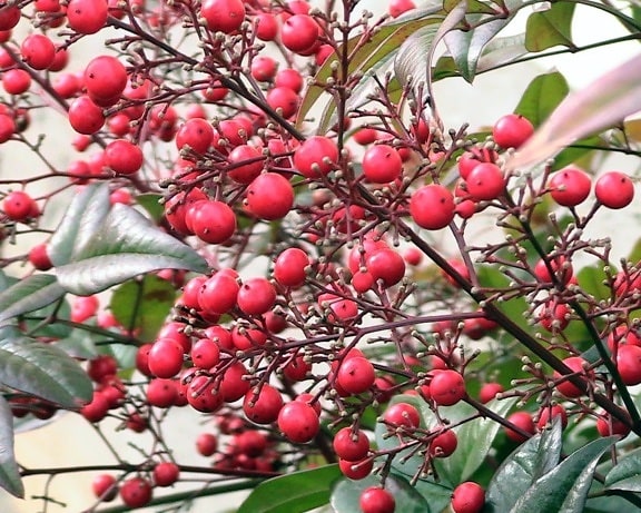 Nandina, bush, Berry