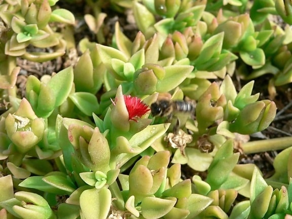 pequeña, flor roja, arbusto