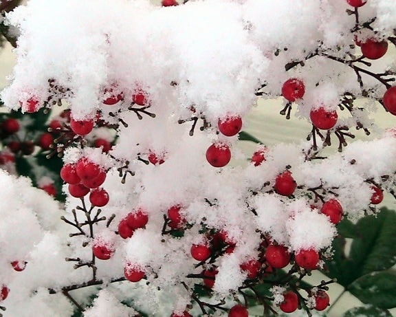 sne, dækket, nandina, bær