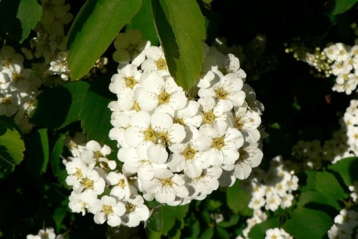 white, bush, flowers