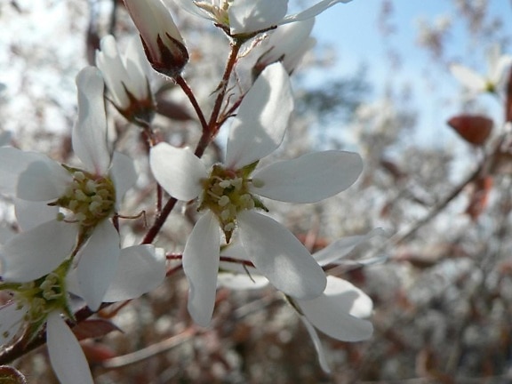 weiße Blüte, Busch