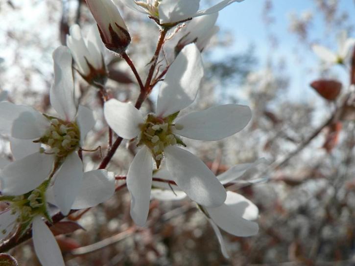 floração branca, bush