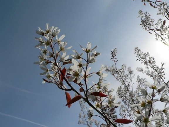 flores blancas, arbusto, sol