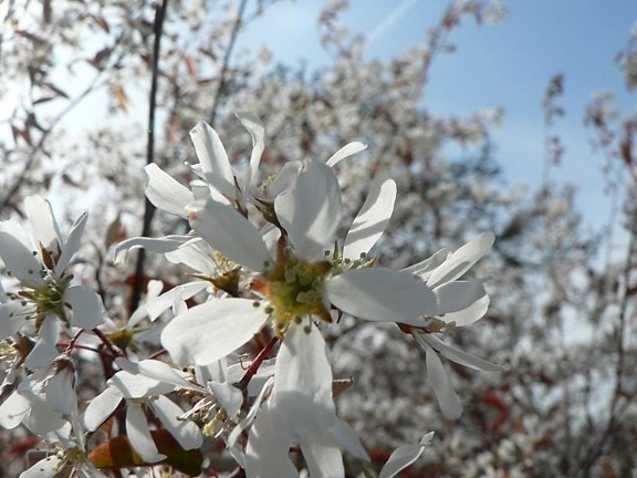 białe kwiaty, krzew