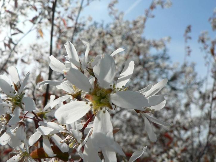 fleurs blanches, buisson