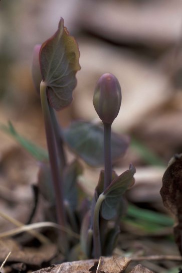 up-close, young, twinleaf, plants, jeffersonia, diphylla