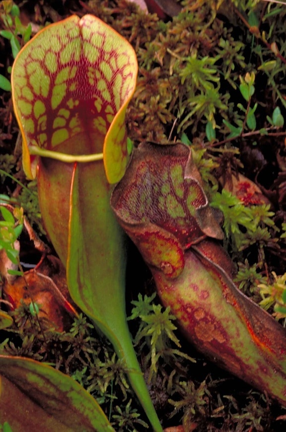 up-close, green, pitcher, plants, red, veining, sarracenia, purpurea