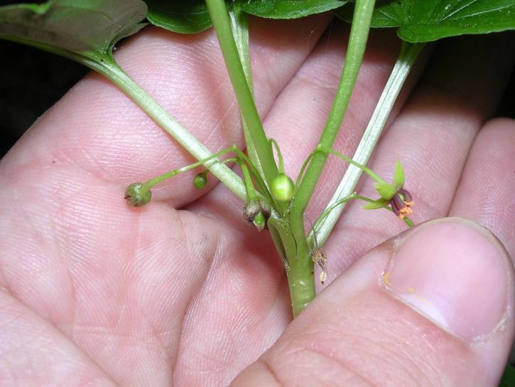 croomia pauciflora, croomia, rostlina