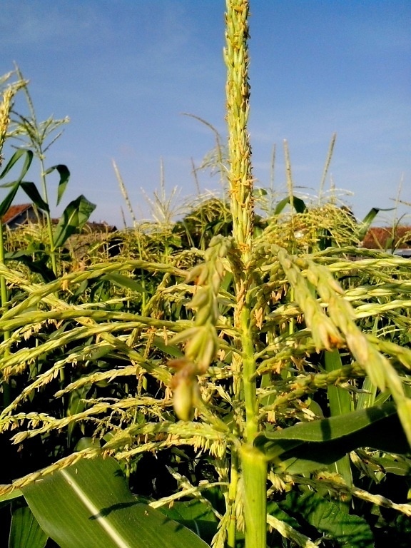 maíz, flor