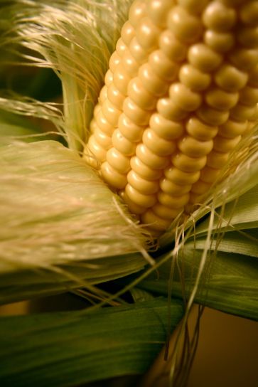 kukuřice, rostlina
