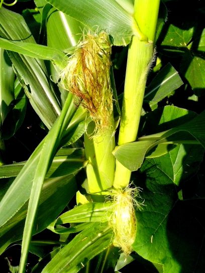 green, young, corn, stalk, field