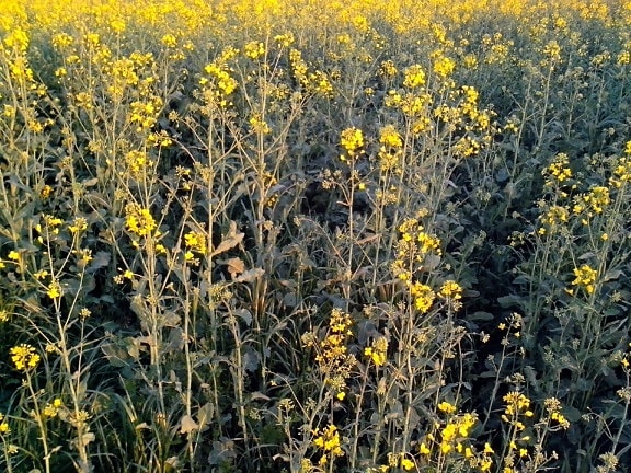 honey, field, rapeseed