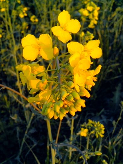 rzepaku, żółte kwiaty