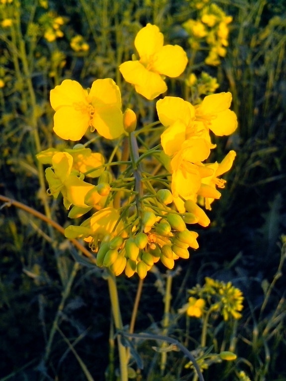 flori de rapita, galben