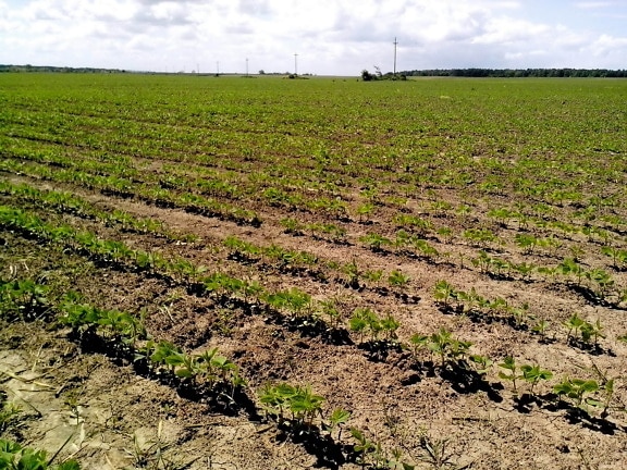 soybean, field