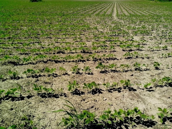 soybeans, planted, field