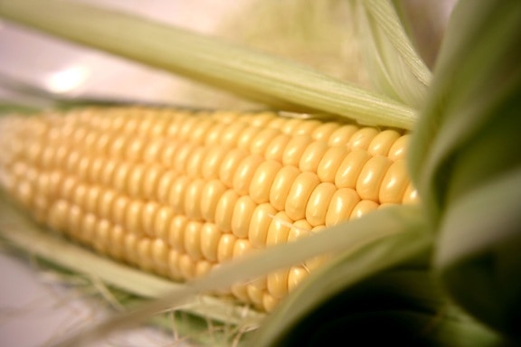 kukuřice, zemědělství, pole