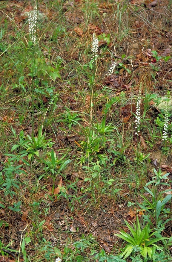 Dioscorea villosa, kolik, rot, växt, växter