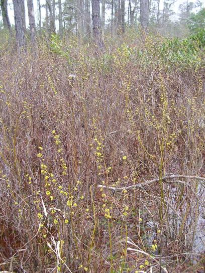 на межі зникнення, lindera, melissifolia, pondberry, жовтуваті, гілки, вказує