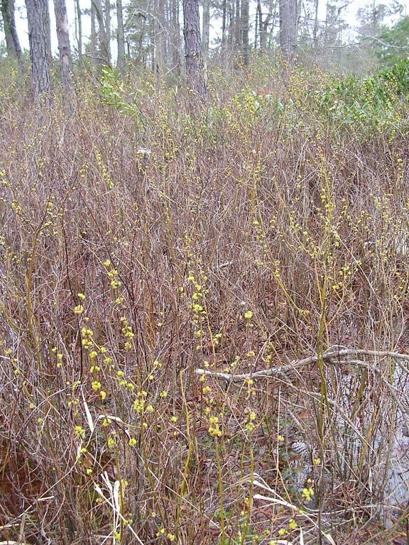 en peligro de extinción, Lindera, melissifolia, Pondberry, de color amarillento, ramitas, indicativa