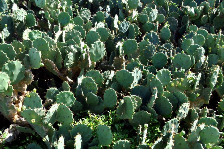 field, cactus