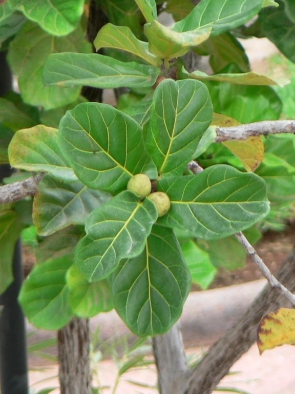 figen, grønt, frugt, blade