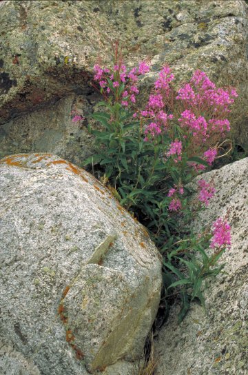 fireweeed, 식물, 바위, 바늘꽃속, angustifolium